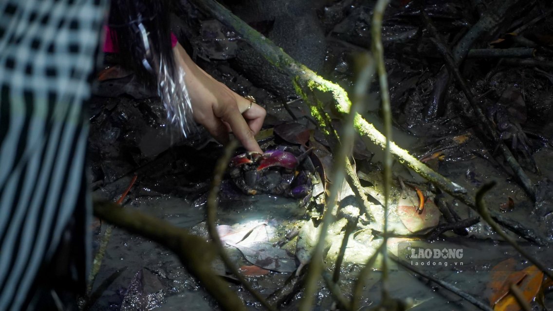 Ông Trần Hiếu Hùng - Giám đốc Sở Văn hóa, Thể thao và Du lịch tỉnh Cà Mau – thông tin, Cà Mau được thiên nhiên ưu đãi, là những điều kiện rất thuận lợi để phát triển du lịch sinh thái, du lịch cộng đồng. Loại hình du lịch xanh này ngày càng thu hút du khách trong và ngoài nước, đồng thời cũng là giải pháp hữu hiệu nhằm giải quyết bài toán lao động, tạo sinh kế cho người dân của địa phương.