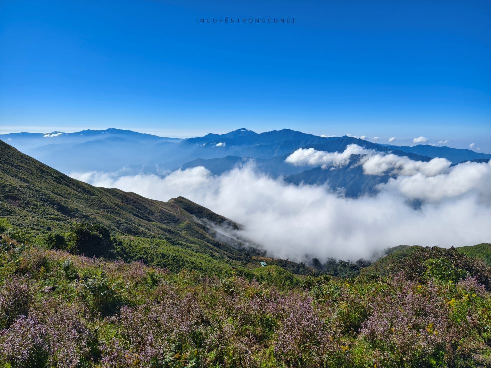 Từ cuối tháng 9, triền núi Tà Chì Nhù (tỉnh Yên Bái) bừng sáng với sắc tím rực rỡ của hoa chi pâu, thu hút đông đảo du khách yêu thích leo núi và khám phá thiên nhiên.
