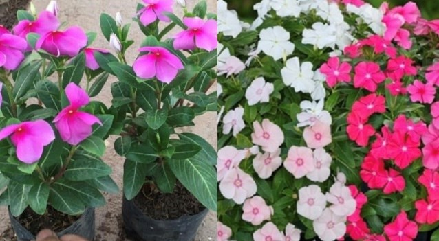 Loại cây cảnh có khả năng ổn định đường huyết