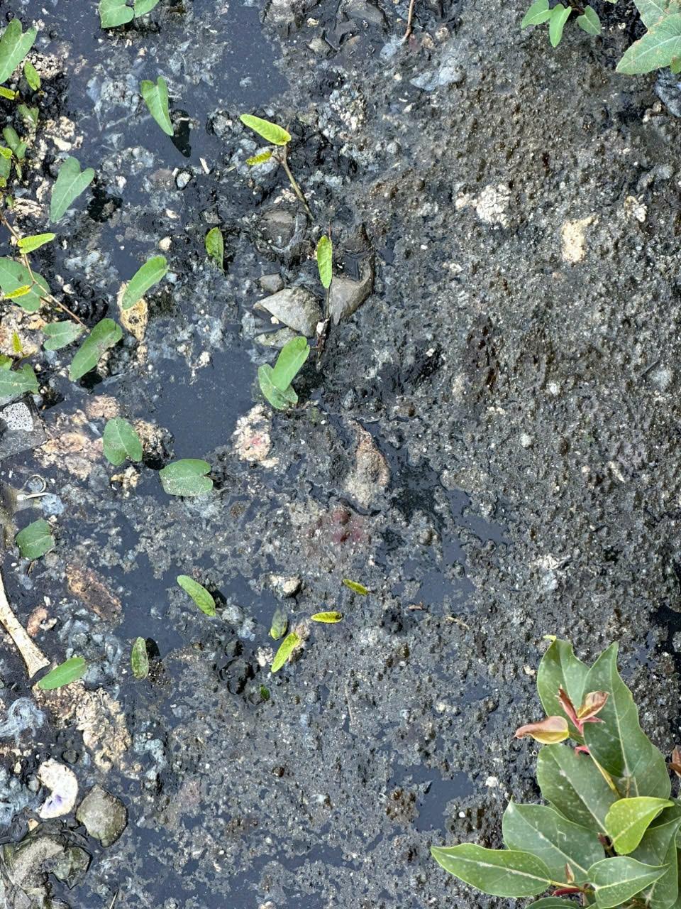 Phân lợn, lông lợn và nước thải được xả thẳng ra mương nước khu dân cư. Ảnh: Vĩnh Quân