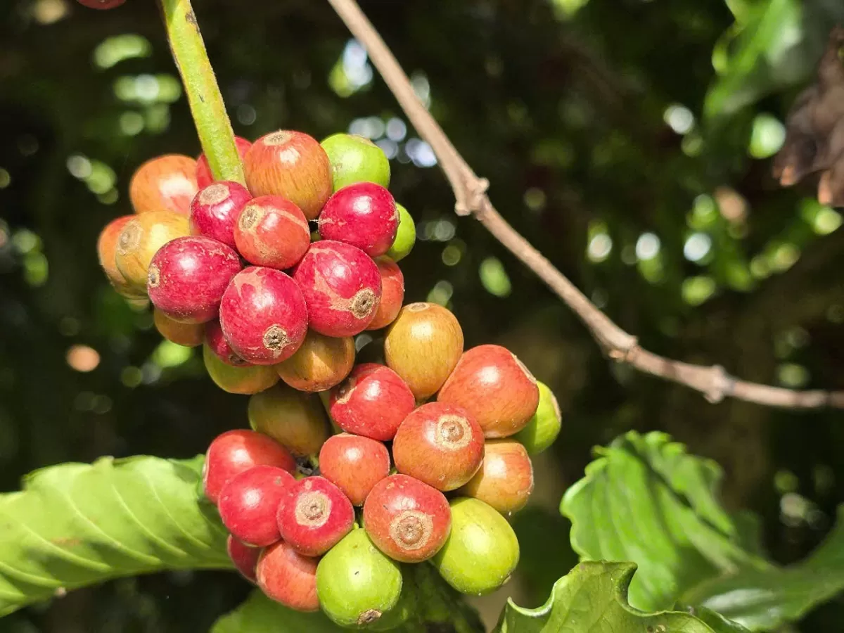 Giá cà phê hôm nay 23/12/2024: Giá cà phê Giá cà phê hôm nay 23/12/2024: Giá cà phê