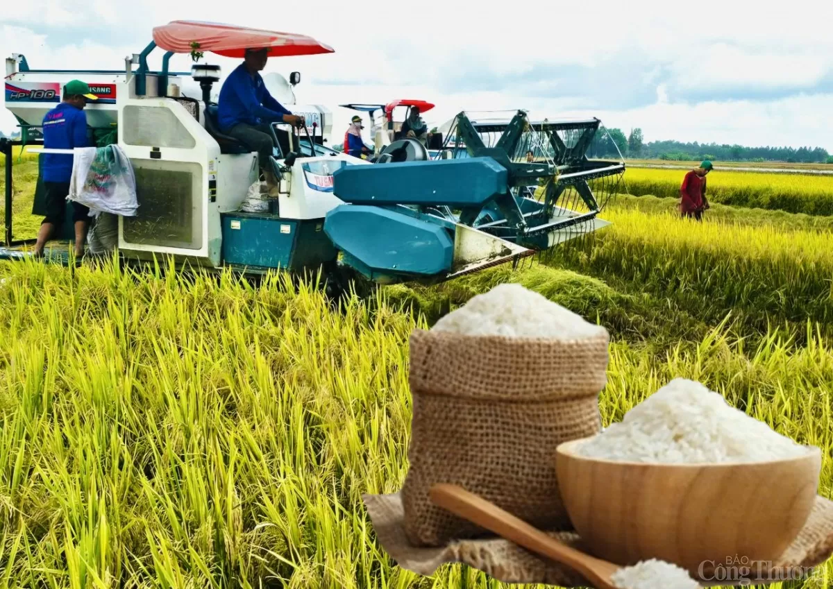 Giá lúa gạo hôm nay ngày 4/2: Gạo nguyên liệu tăng nhẹ Giá lúa gạo hôm nay ngày 4/2: Gạo nguyên liệu tăng nhẹ
