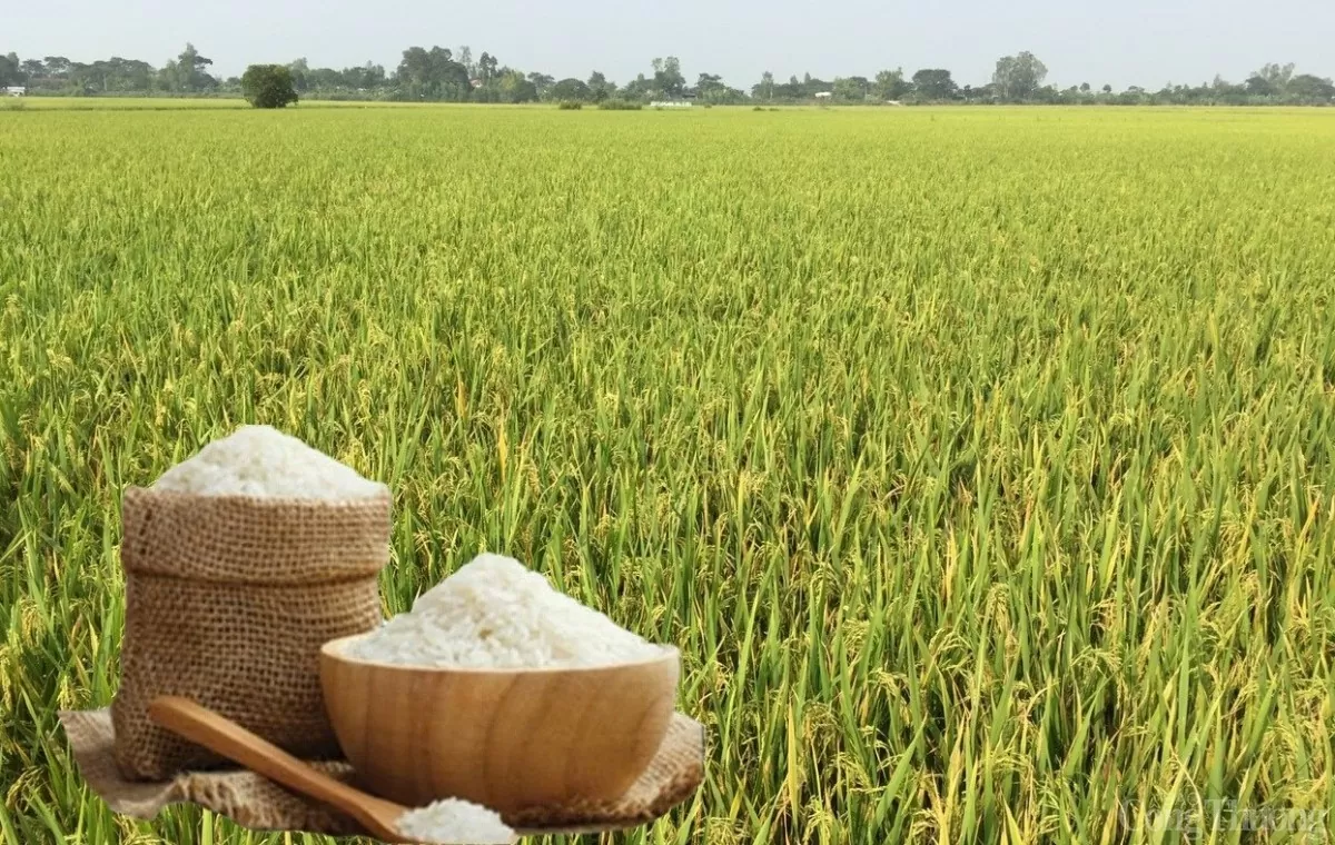 Giá lúa gạo hôm nay ngày 5/2: Không biến động nhiều Giá lúa gạo hôm nay ngày 5/2: Không biến động nhiều