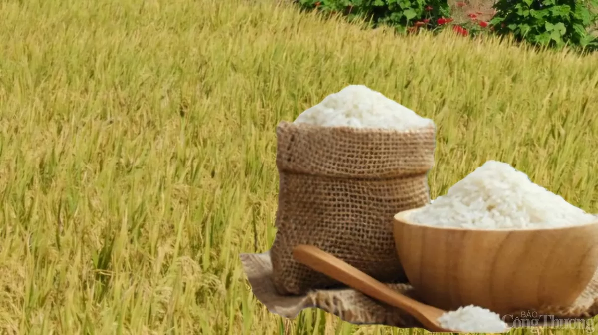 Giá lúa gạo hôm nay ngày 6/2: Gạo đảo chiều giảm nhẹ Giá lúa gạo hôm nay ngày 6/2: Gạo đảo chiều giảm nhẹ