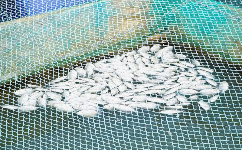 Gần 300 kg cá dìa nuôi trên sông Thu Bồn, Quảng Nam chết hàng loạt trong 2 ngày qua. Ảnh: Trường An