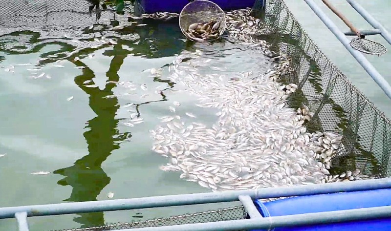 Cá chết bất thường đầu vụ khiến nông dân Quảng Nam lâm cảnh nợ nần, trắng tay. Ảnh: Trường An