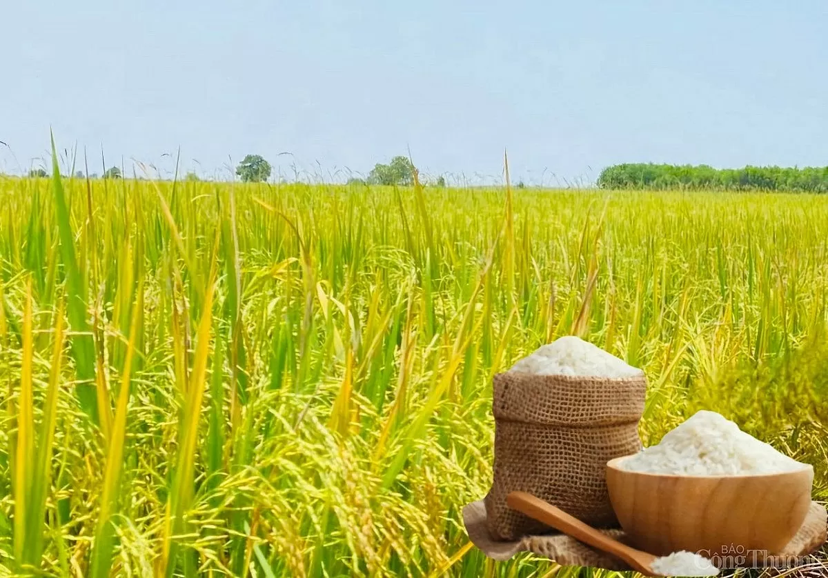 Giá lúa gạo hôm nay ngày 12/5: Gạo tiếp đà tăng Giá lúa gạo hôm nay ngày 12/5: Gạo tiếp đà tăng