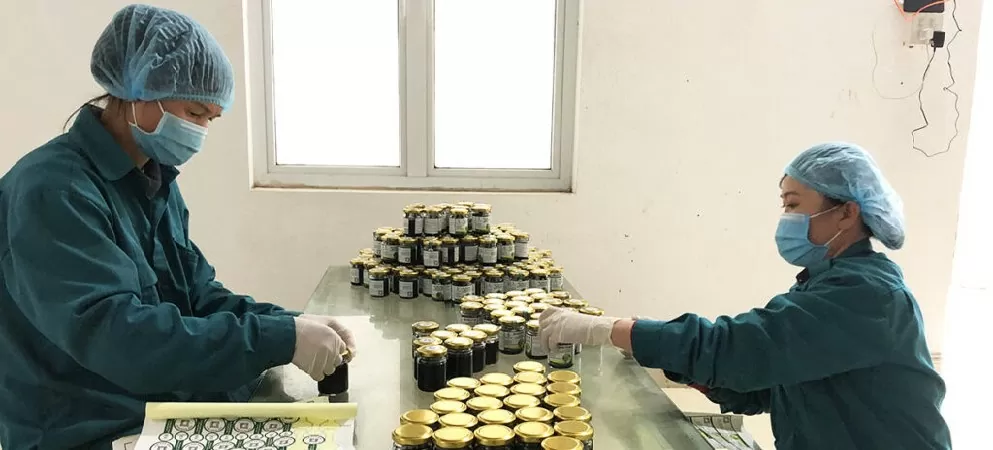 Cây dược liệu ‘chữa nghèo’ cho bà con dân tộc thiểu số