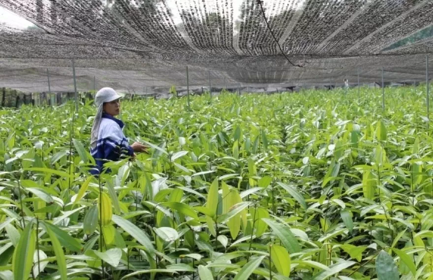 Cây dược liệu ‘chữa nghèo’ cho bà con dân tộc thiểu số