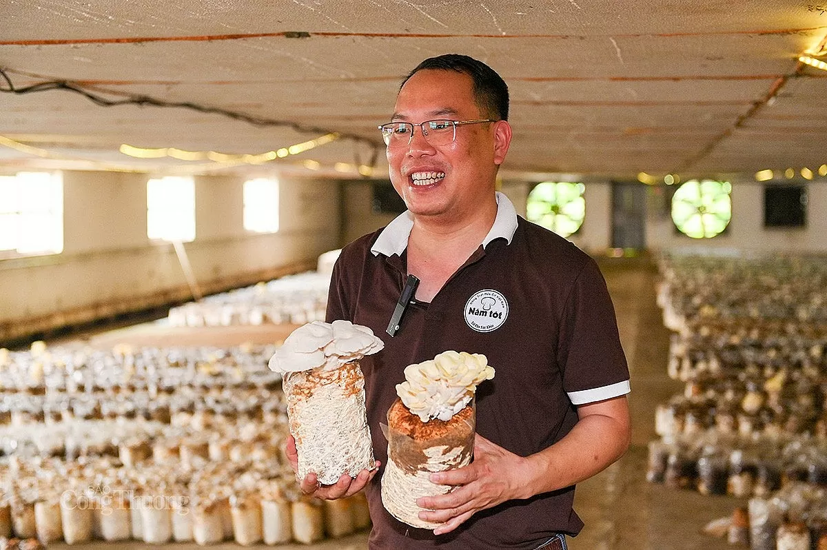 Mô hình trồng nấm hữu cơ tại Công ty Cổ phần Nấm Tốt Nameco (huyện Thanh Sơn, tỉnh Phú Thọ). Ảnh: N. H