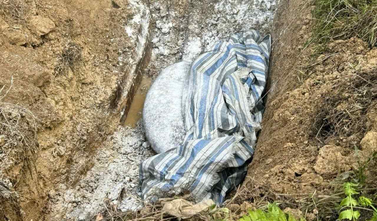 Người dân xử lý chôn lấp lợn chết do dịch tả lợn Châu Phi. Ảnh: Ngọc Anh