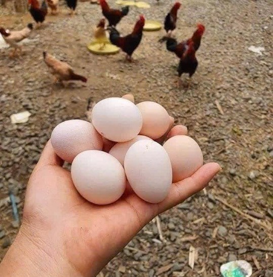 Món ăn giàu protein giúp người tiểu đường tăng cơ