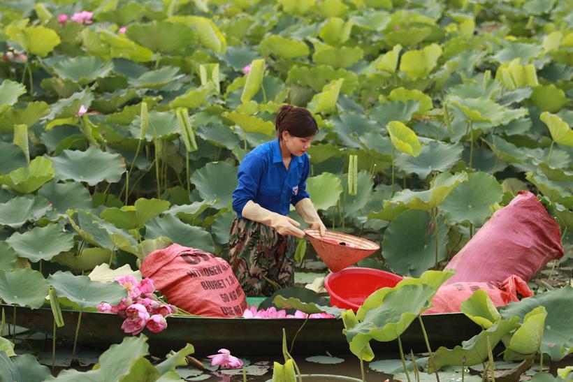 Sen năm nay được mùa, giá bán cũng cao nên bà con rất phấn khởi