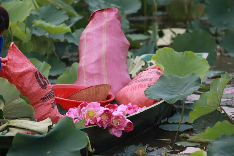 Trồng sen không chỉ mang lại thu nhập cao mà còn góp phần phát triển kinh tế xanh, bền vững