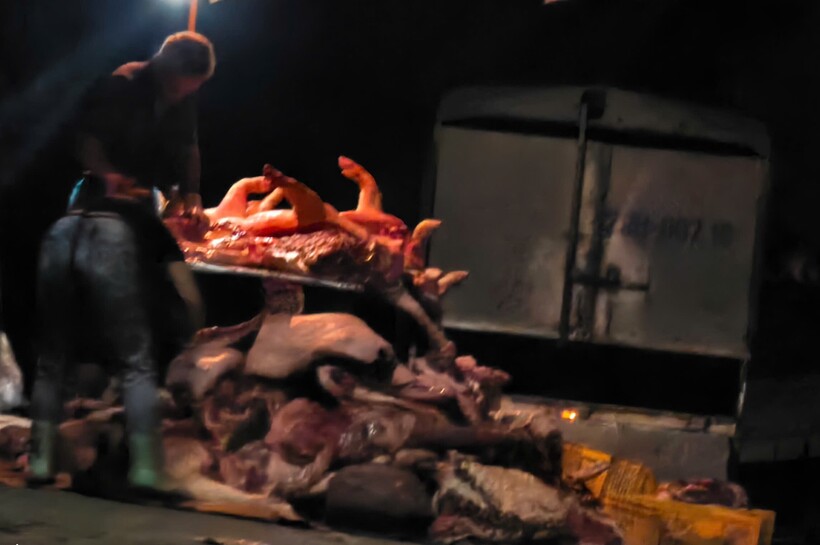 Công an thành phố Hà Nội vừa triệt phá các đường dây mua bán, giết mổ lợn bệnh quy mô cực lớn. Ảnh: Công an cung cấp