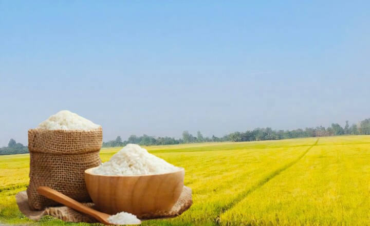 Giá lúa gạo hôm nay ngày 23/7: Gạo xuất khẩu tiếp đà tăng nhẹ, lúa tươi vững giá. Ảnh: Thanh Minh.