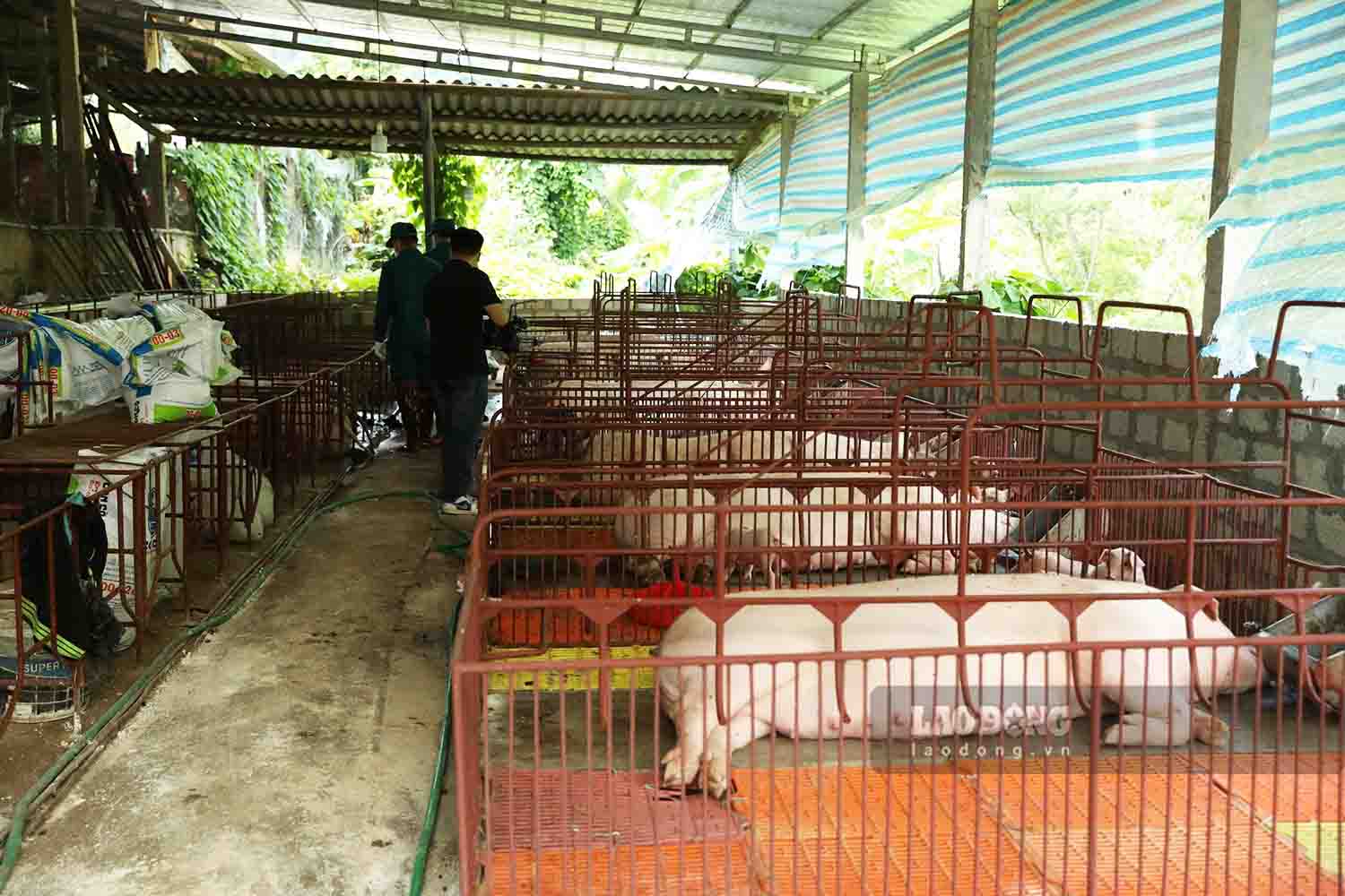 Trước diễn biến phức tạp của dịch tả lợn châu Phi, UBND tỉnh Tuyên Quang đã có những chỉ đạo quyết liệt phòng chống dịch bệnh. Ảnh: Việt Bắc.