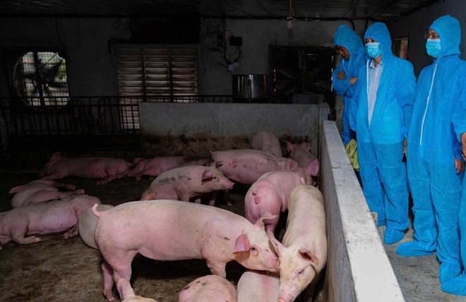 Tiêu hủy hơn 260 tấn lợn do dịch tả lợn châu Phi ở Ninh Bình