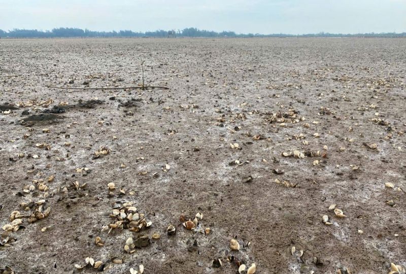 Ngao chết hàng loạt trên cánh đồng nuôi ở phường Ngọc Sơn, tỉnh Thanh Hóa. Ảnh: Hải Đăng