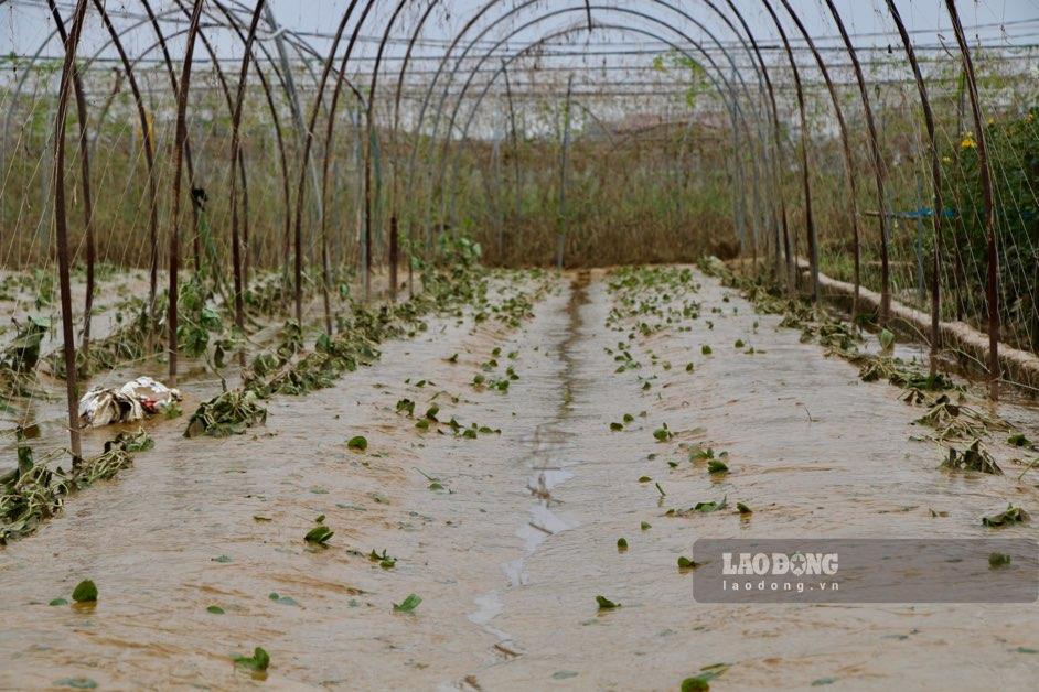 Trận mưa lớn hồi tháng 6.2025 khiến diện tích hoa màu trên địa bàn tỉnh Thái Nguyên bị hư hại. Ảnh: Đặng Vũ.