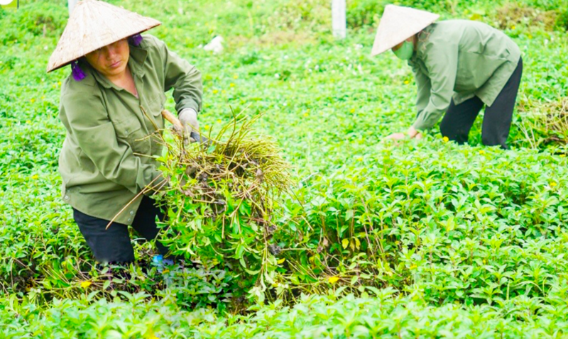 Với việc bao tiêu đầu ra của hợp tác xã Mạnh Hương nhiều bà con dân tộc thiểu số trên địa bàn xã Gia Phú dần thoát nghèo từ cây dược liệu. Ảnh minh hoạ
