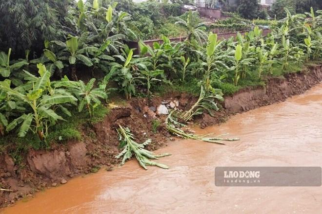 Bờ tả sông Hồng đoạn qua địa bàn xã Lâm Thao, tỉnh Phú Thọ bị sạt lở từ giữa tháng 7.2025. Ảnh: Tô Công.