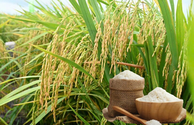 Giá lúa gạo hôm nay ngày 24/10: Gạo xuất khẩu bình ổn, lúa tươi vững giá. Ảnh: Thanh Minh.