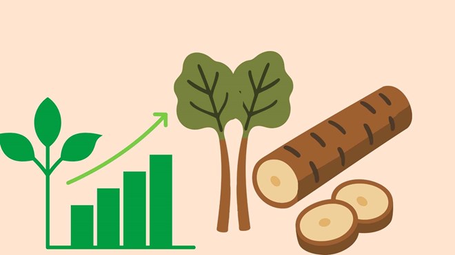 Loại rễ cây giúp tăng tuổi thọ, bảo vệ gan và tim mạch hiệu quả