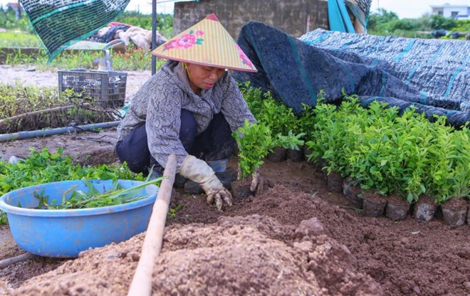 Người trồng hoa khắc phục hậu quả mưa lũ để kịp vụ Tết