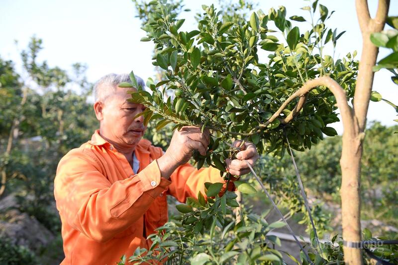 Ông Nguyễn Văn Nhàn (60 tuổi, thôn 3 xã Hợp Tiến) cho biết, năm nay nhà ông trồng khoảng 300 gốc quất, thời điểm này đã có thương lái đến đặt hàng nên gia đình gần như làm việc không ngơi tay.