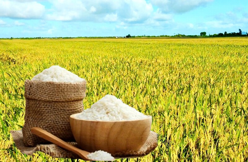 Giá lúa gạo hôm nay ngày 5/12: Gạo xuất khẩu tiếp đà giảm, lúa tươi vững giá. Ảnh: Thanh Minh.