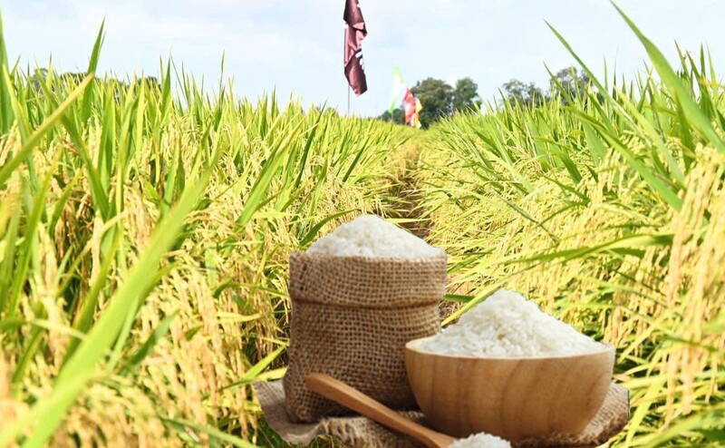 Giá lúa gạo hôm nay ngày 22/12: Gạo xuất khẩu biến động nhẹ, lúa tươi vững giá. Ảnh: Thanh Minh.