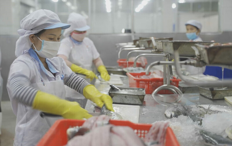 Năm 2025 là một năm đầy áp lực khi các đối tác nước ngoài bất ngờ yêu cầu bổ sung hồ sơ xuất xứ theo những tiêu chuẩn mới. Ảnh: Tuệ Lâm