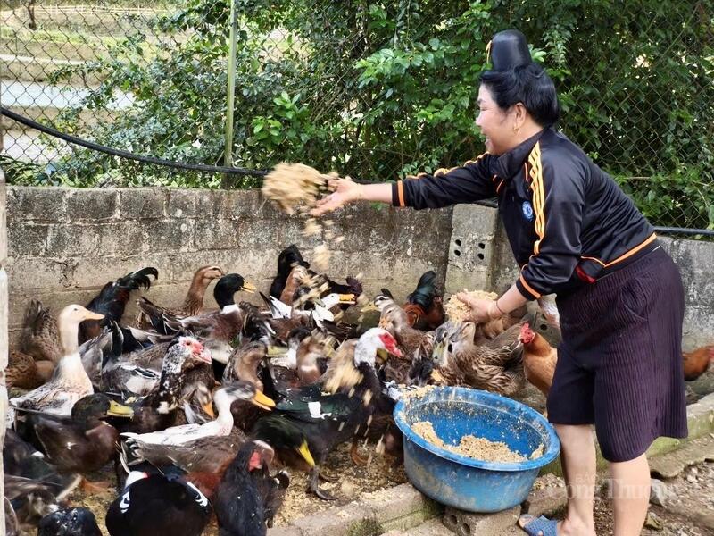 Toàn xã Mường Lạn hiện có gần 100% hộ nuôi vịt cổ xanh, với quy mô từ vài chục đến vài trăm con mỗi hộ.