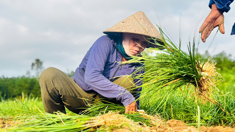 Những ngày cuối năm, người nông dân thôn Long Yên tất bật thu hoạch củ kiệu để bán phục vụ cho dịp Tết 2026. Ảnh: Nguyễn Dương