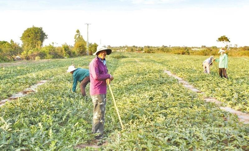 Ông Lê Văn Tân đang tất bật kiểm tra từng luống dưa.