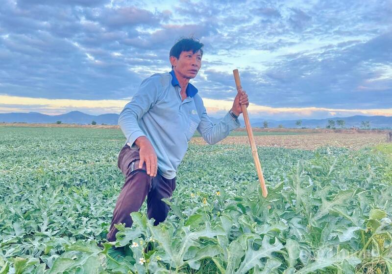 Ông Từ Văn Bé chăm sóc 5ha dưa hấu trồng phục vụ thị trường Tết.