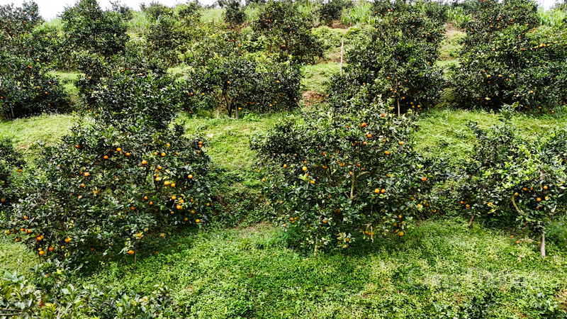 Cam được người dân trồng dọc theo các triền đồi, uốn lượn sát những dòng suối nhỏ.