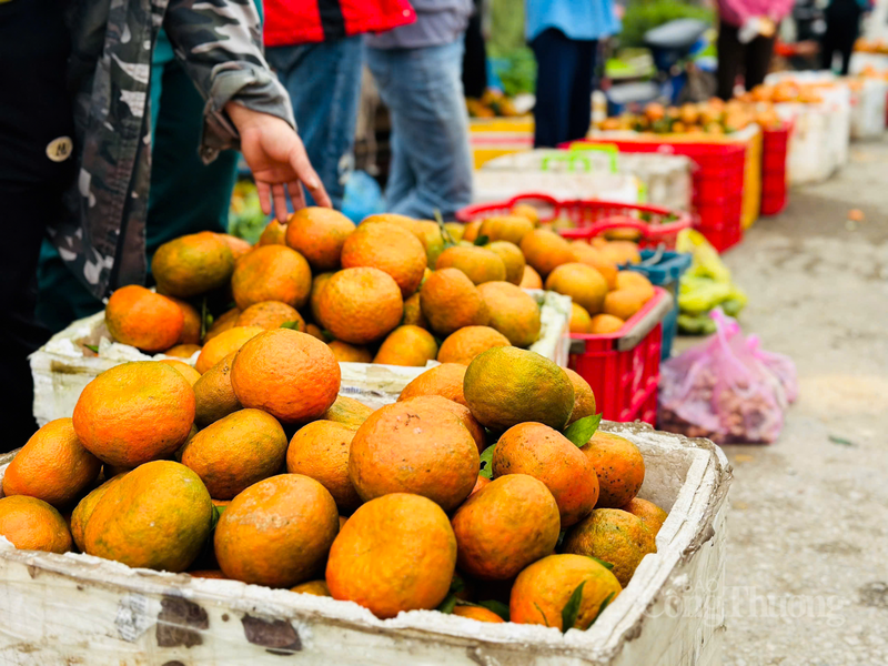 Không chỉ dừng lại ở cách bán hàng truyền thống, năm nay, các hộ dân đã nhạy bén với công nghệ, đẩy mạnh quảng bá trên các nền tảng số như Facebook, Zalo và các sàn thương mại điện tử. “Việc đưa cam lên sàn giúp tiếp cận khách hàng ở xa như Hà Nội hay TP. Hồ Chí Minh dễ dàng hơn rất nhiều” - anh Đồng phấn khởi nói thêm.