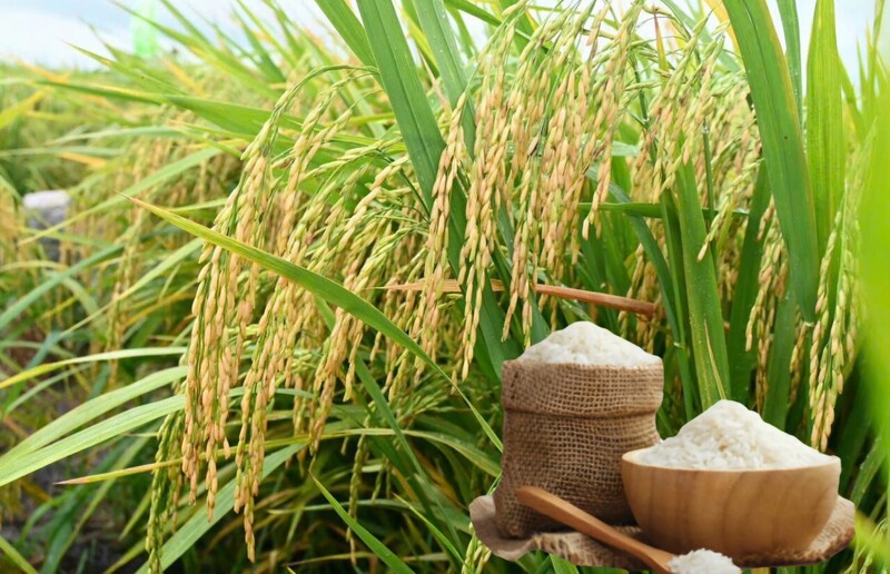 Giá lúa gạo hôm nay ngày 2/4/2026: Gạo nguyên liêu xuất khẩu tăng nhẹ. Ảnh: Thanh Minh.