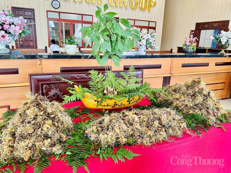 Chương trình hướng đến mục tiêu thúc đẩy ngành sâm và dược liệu phát triển theo hướng bền vững.