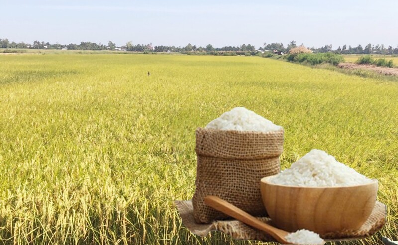 Giá lúa gạo hôm nay ngày 9/4: Lúa tươi tiếp đà tăng nhẹ. Ảnh: Thanh Minh.