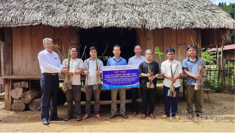 Mô hình trồng tre Điền trúc lấy măng hỗ trợ hơn 40 hộ dân xã Tây Giang có thêm nguồn thu nhập từ khai thác măng tre
