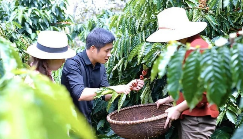 Ông Lê Văn Hoàng giới thiệu quy trình thu hái cà phê chín cho khách tham quan tại trang trại Enjoy Coffee. Ảnh: Hồng Thủy.