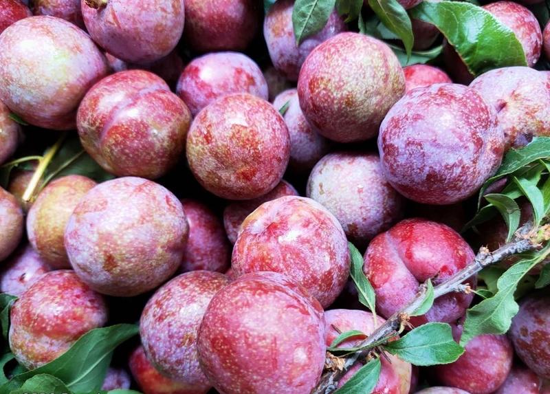 Mận hậu loại 1 (khoảng 20 - 25 trái mỗi kg) đang được bán với giá lên tới 250.000 đồng/kg. Ảnh minh hoạ