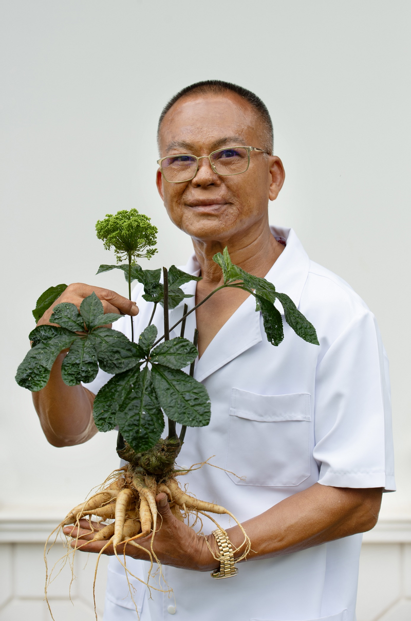 Sâm Ngọc Linh trồng tại Sơn La sinh trưởng tốt, khả năng thích nghi mạnh mẽ với điều kiện sinh thái vùng Tây Bắc.