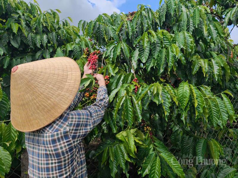 Thu hoạch cà phê tại Lâm Đồng.
