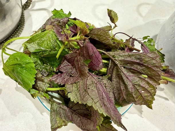 Lá tía tô là loại rau gia vị quen thuộc của các gia đình Việt. Ảnh: Đức Vân