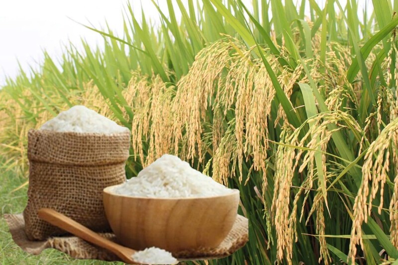 Giá lúa gạo hôm nay ngày 5/5: Lúa tươi đảo chiều tăng. Ảnh: Thanh Minh.