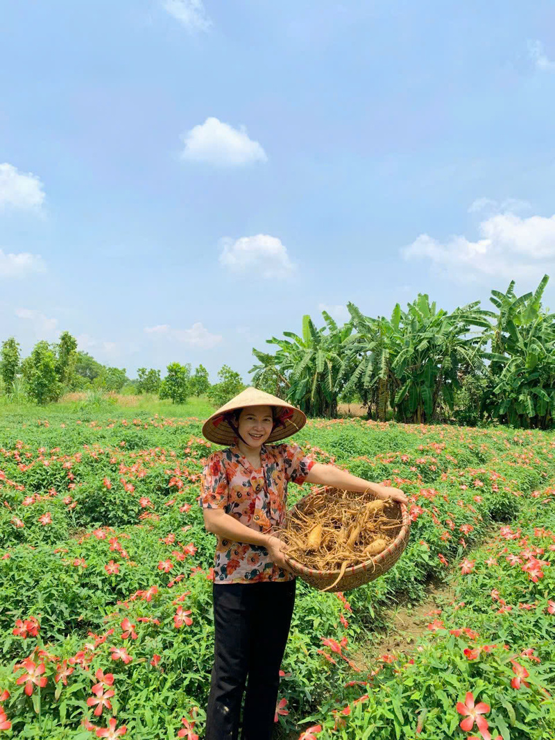 Chị Nguyễn Thị Bình, Giám đốc Hợp tác xã Nông nghiệp và Dược liệu Thiên Phúc bên vườn sâm do hợp tác xã trồng.